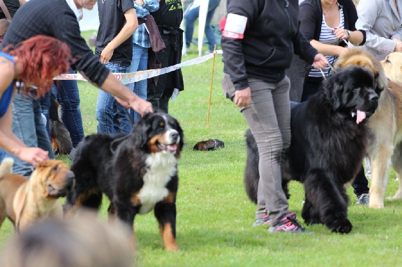 Hanna kim de la vallée de la Veude - 1ER EXCELLENT - CACS - MEILLEUR DE RACE