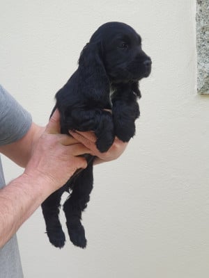 Les chiots de Cocker Spaniel Anglais