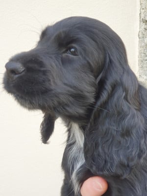 Les chiots de Cocker Spaniel Anglais