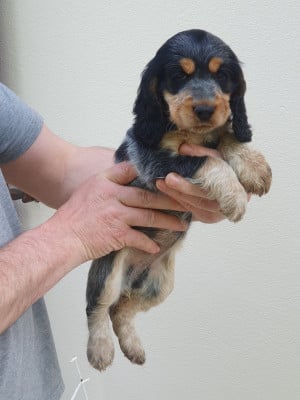 Les chiots de Cocker Spaniel Anglais
