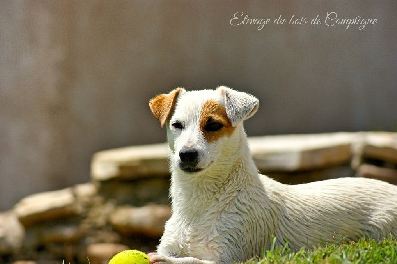 Publication : Des terres rouges du sud Auteur : Bois de compiègne
