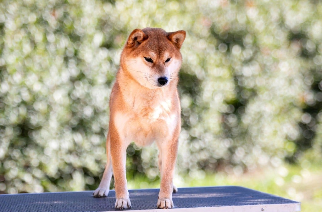 Ume hanako du Bois de Compiègne