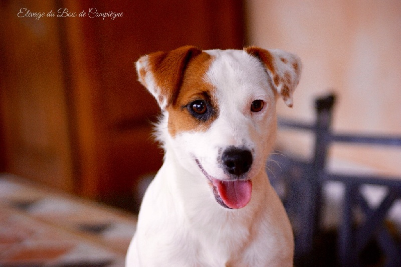 Lalie du Bois de Compiègne