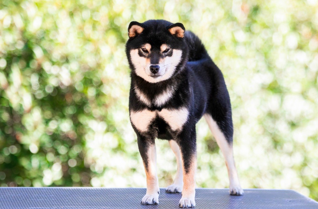 Vayu du Bois de Compiègne