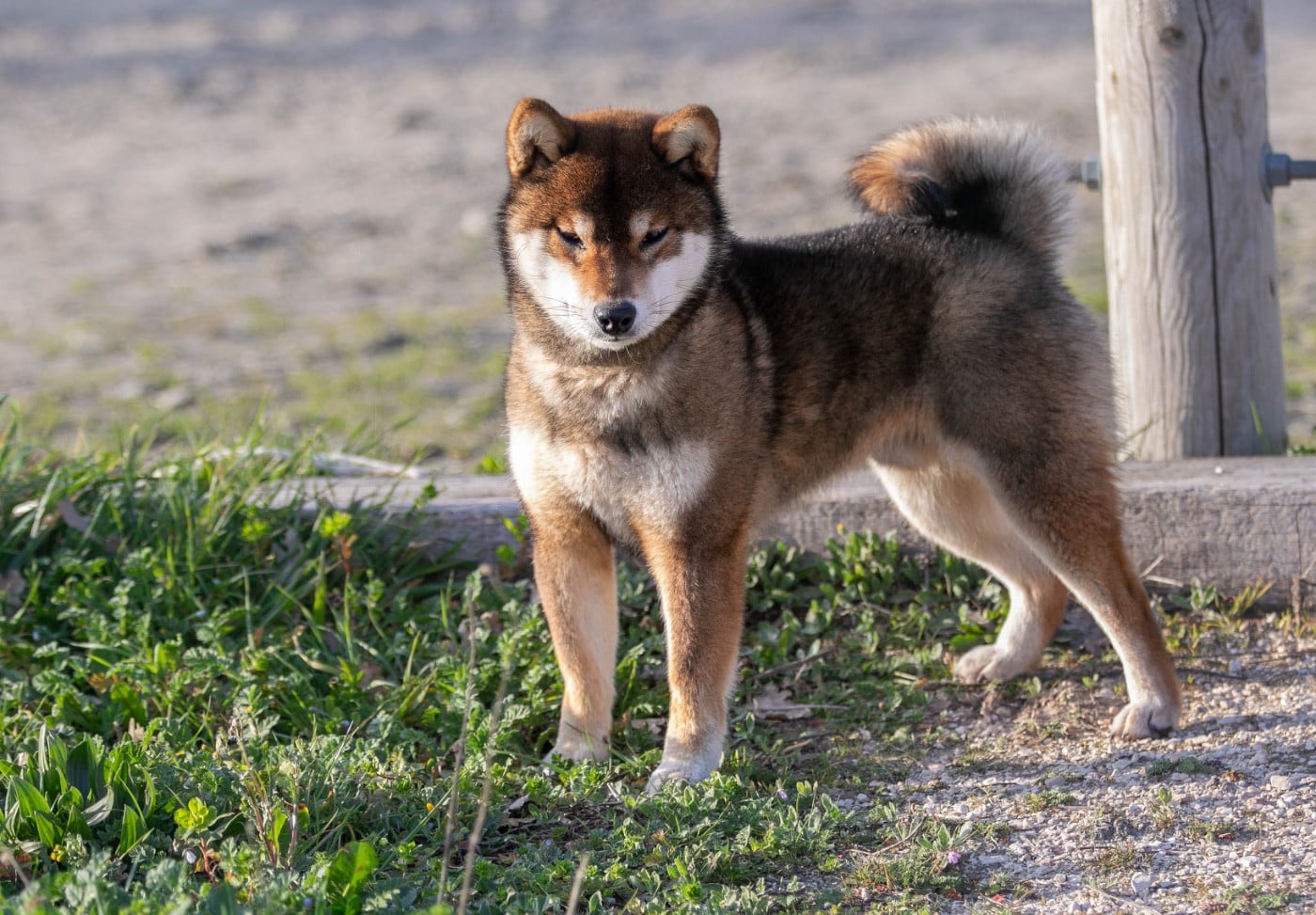 CH. Akikaze du Bois de Compiègne