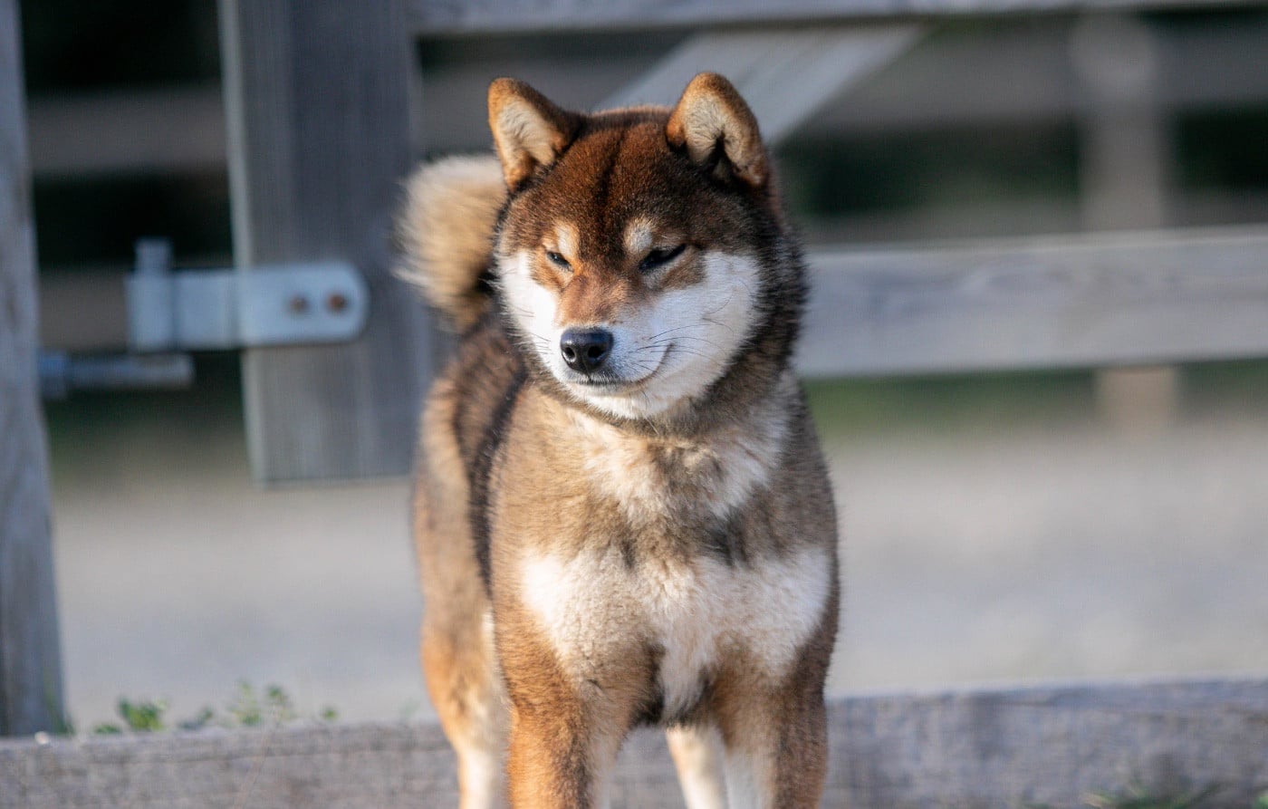 CH. Akikaze du Bois de Compiègne