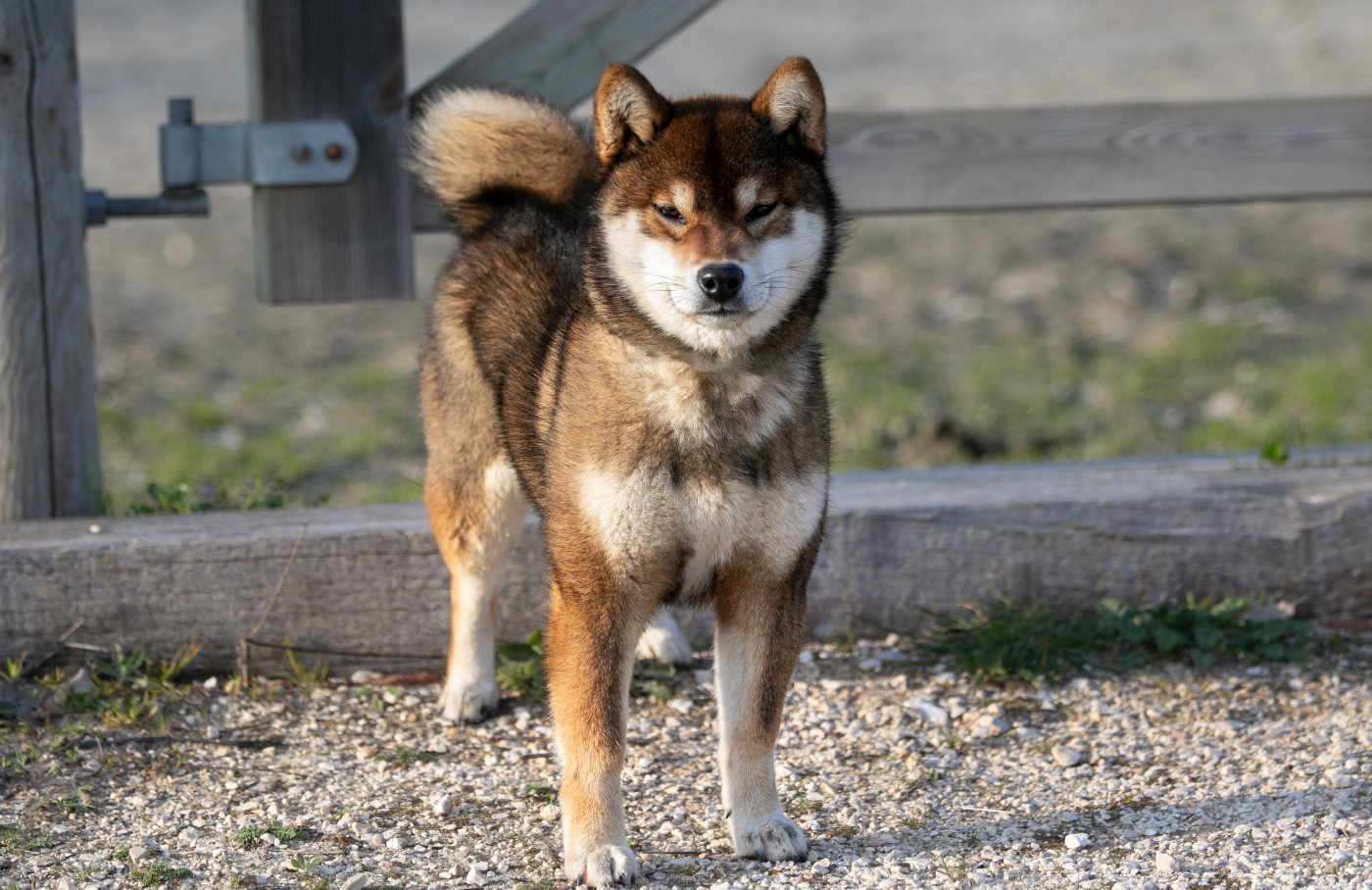 CH. Akikaze du Bois de Compiègne