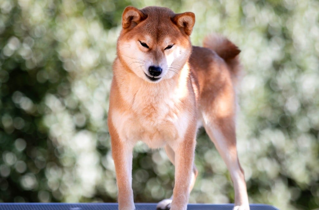 Ume hanako du Bois de Compiègne