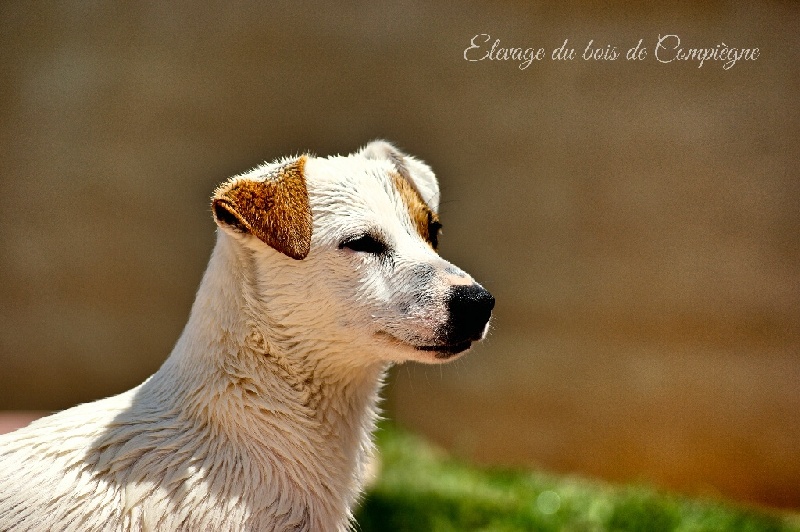 Publication : Des terres rouges du sud Auteur : Bois de compiègne