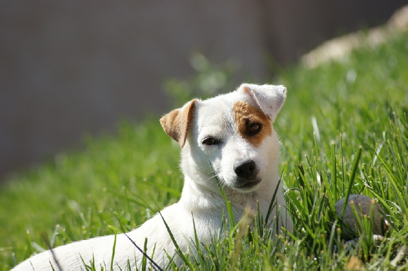 Publication : Des terres rouges du sud Auteur : Bois de compiègne