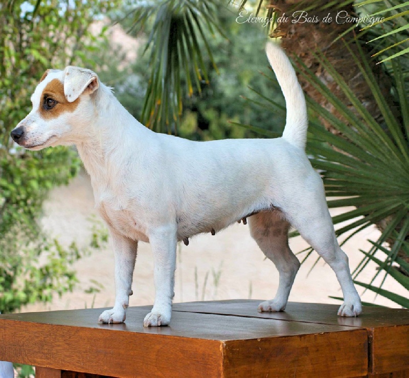 Publication : Des terres rouges du sud Auteur : Bois de compiègne