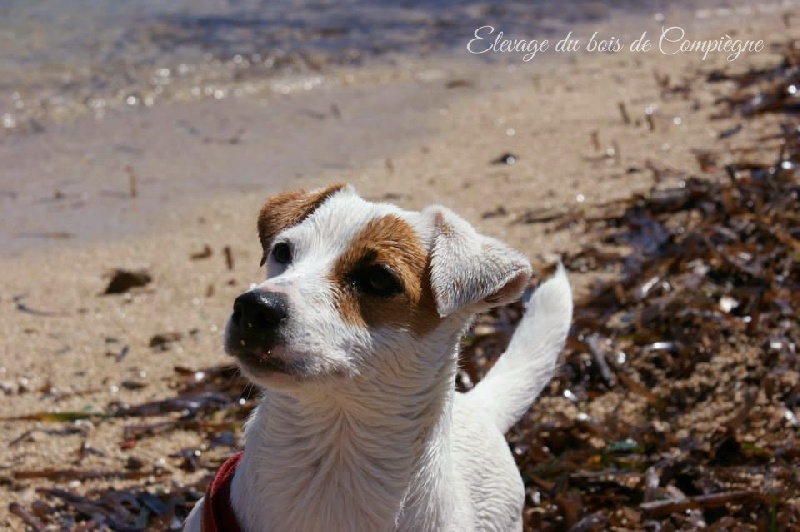 Publication : Des terres rouges du sud Auteur : Bois de compiègne