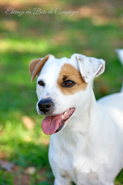 Publication : Des terres rouges du sud Auteur : Bois de compiègne