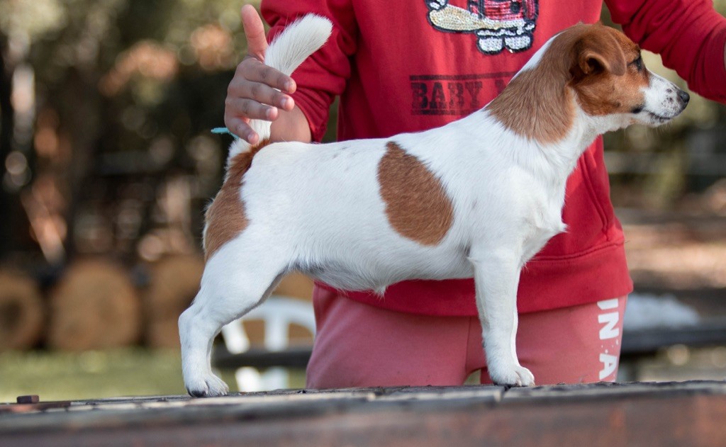 Panic station du Bois de Compiègne