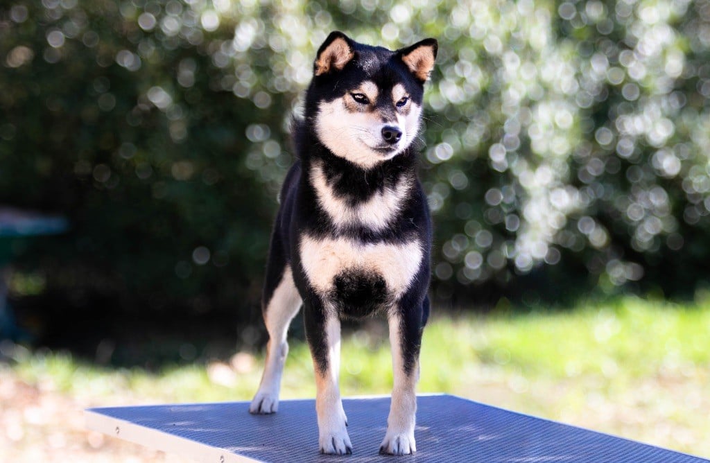 Publication : du Bois de Compiègne