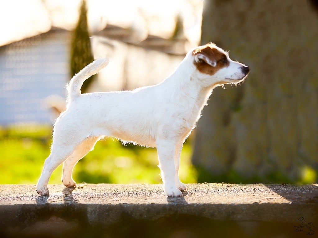 Lalie du Bois de Compiègne