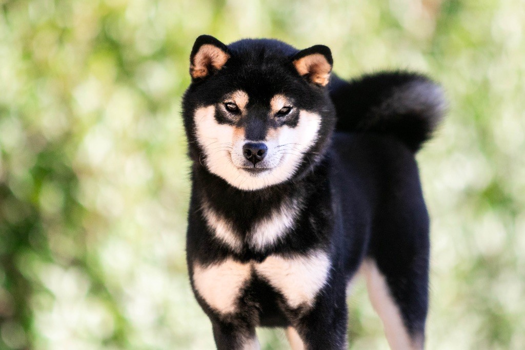 Vayu du Bois de Compiègne