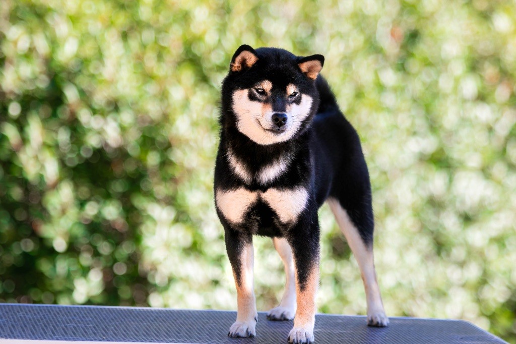 Vayu du Bois de Compiègne