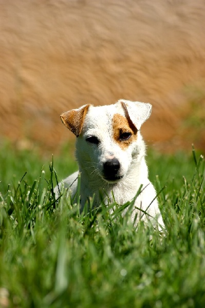 Publication : Des terres rouges du sud Auteur : Bois de compiègne
