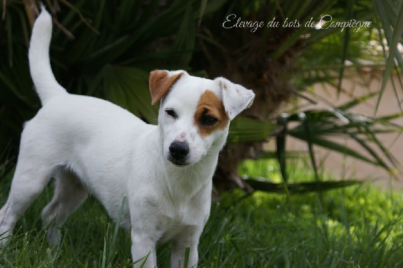 Publication : Des terres rouges du sud Auteur : Bois de compiègne