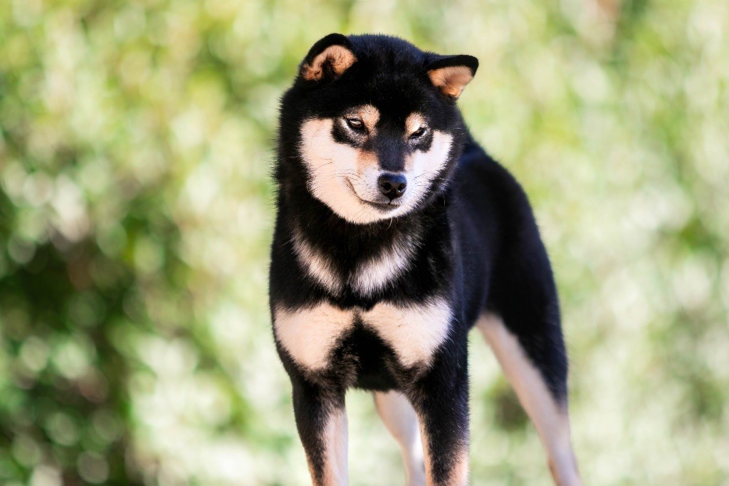 Vayu du Bois de Compiègne