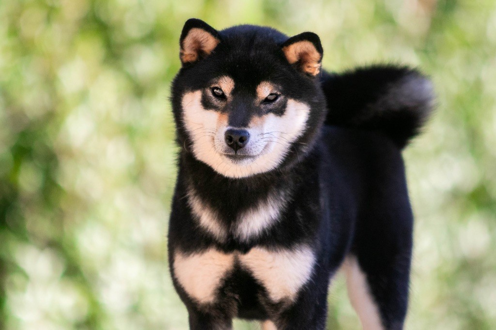 Vayu du Bois de Compiègne