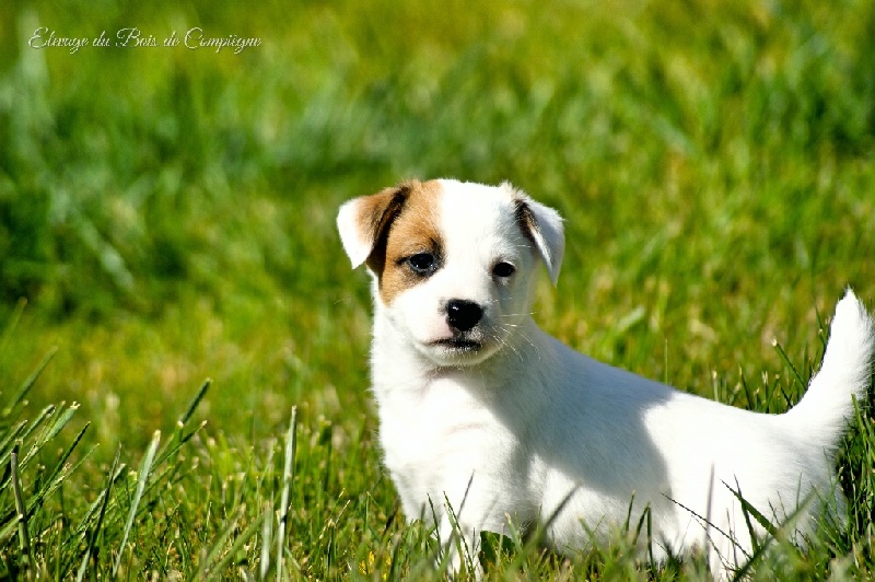 Lalie du Bois de Compiègne