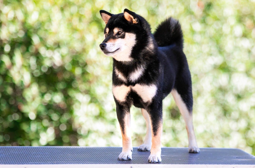 Vayu du Bois de Compiègne