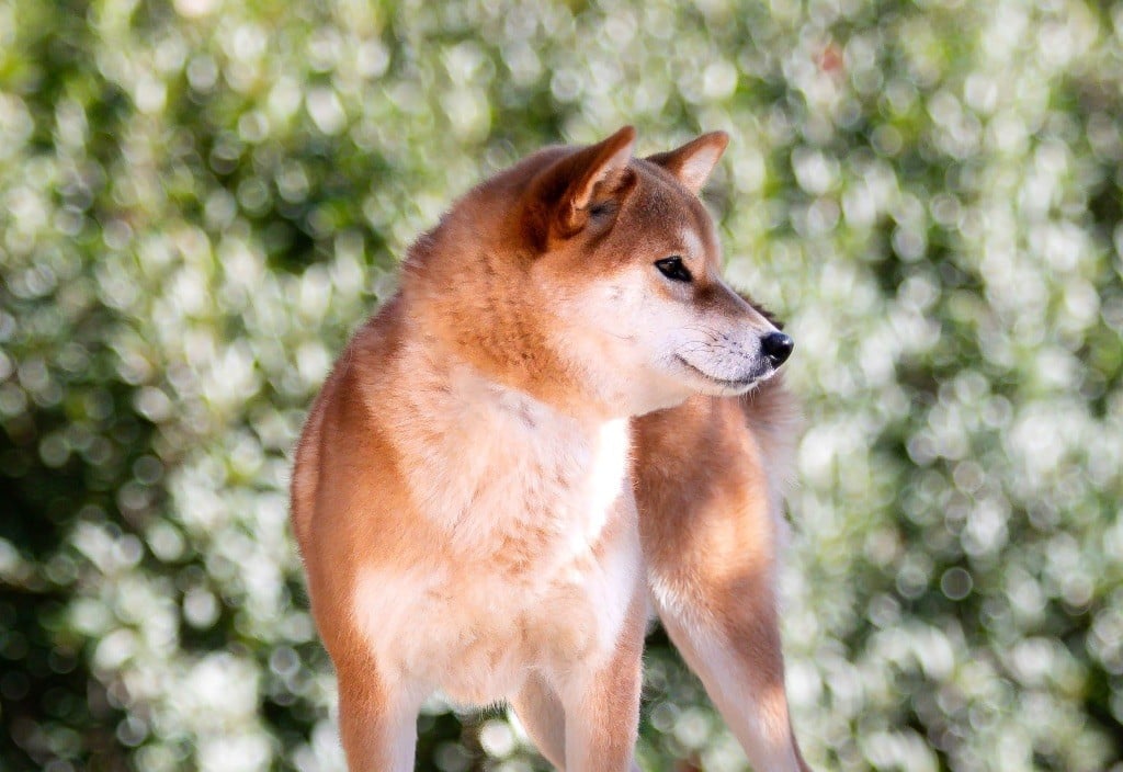 Ume hanako du Bois de Compiègne