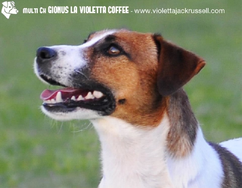 Publication : du Bois de Compiègne Auteur : Violetta jack