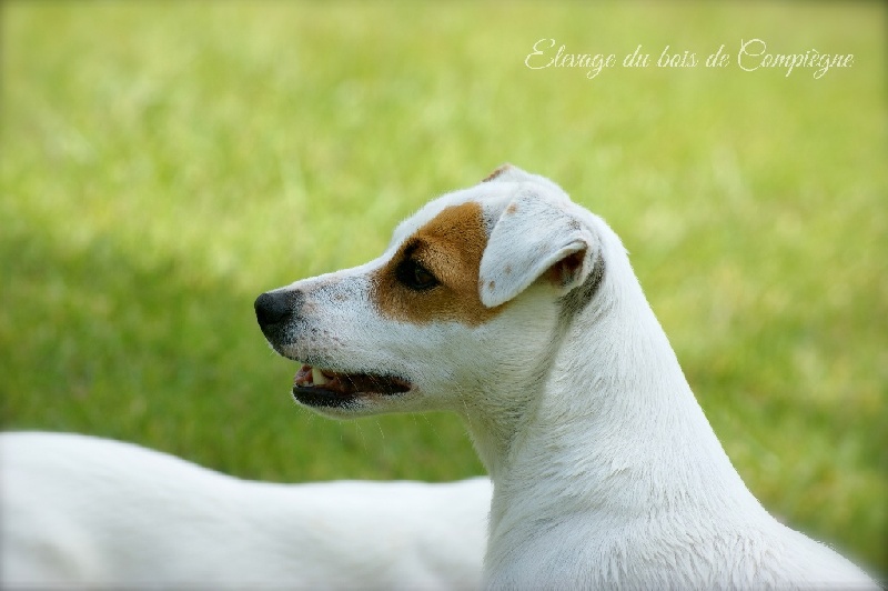 Publication : Des terres rouges du sud Auteur : Bois de compiègne