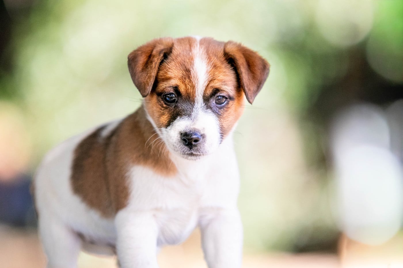 Andy - Jack Russell Terrier