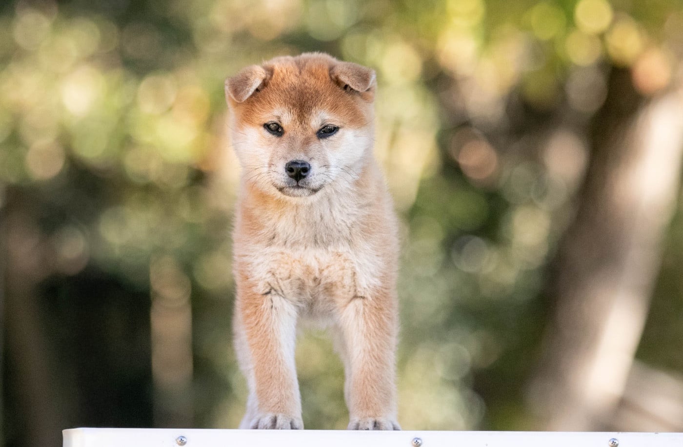 CHIOT - Shiba