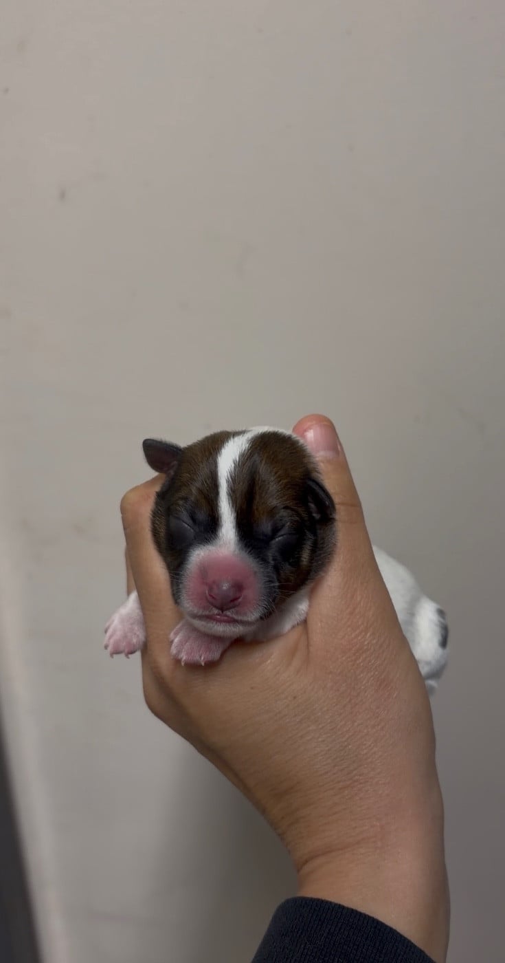 CHIOT 2 - Jack Russell Terrier