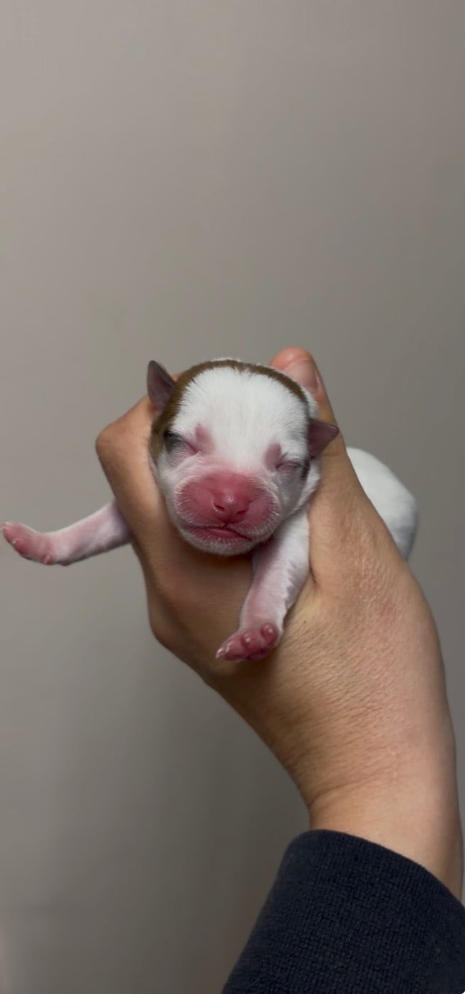 CHIOT 4 - Jack Russell Terrier