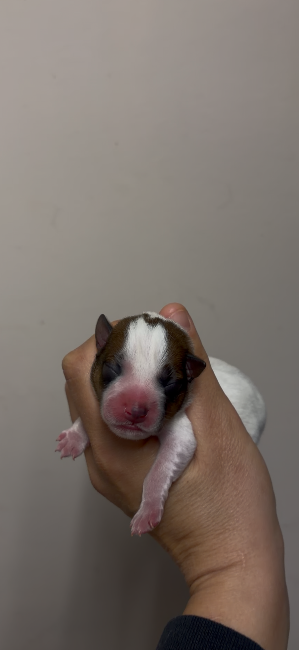 CHIOT 5 - Jack Russell Terrier