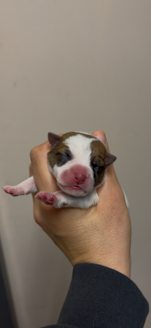 CHIOT 6 - Jack Russell Terrier