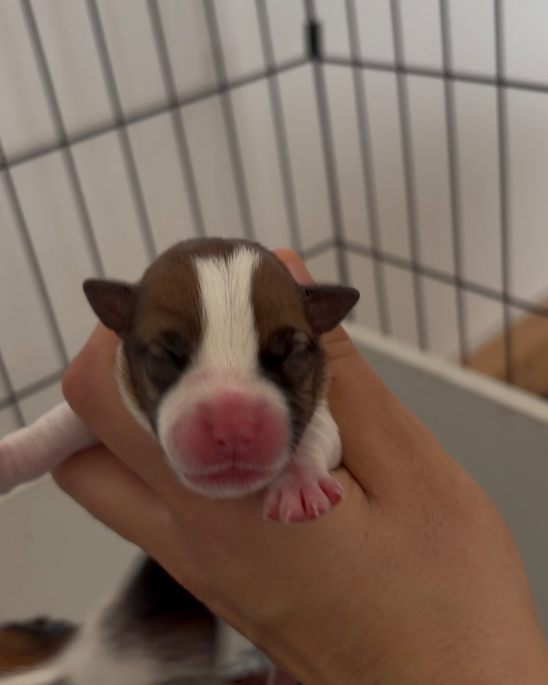 CHIOT 5 - Jack Russell Terrier