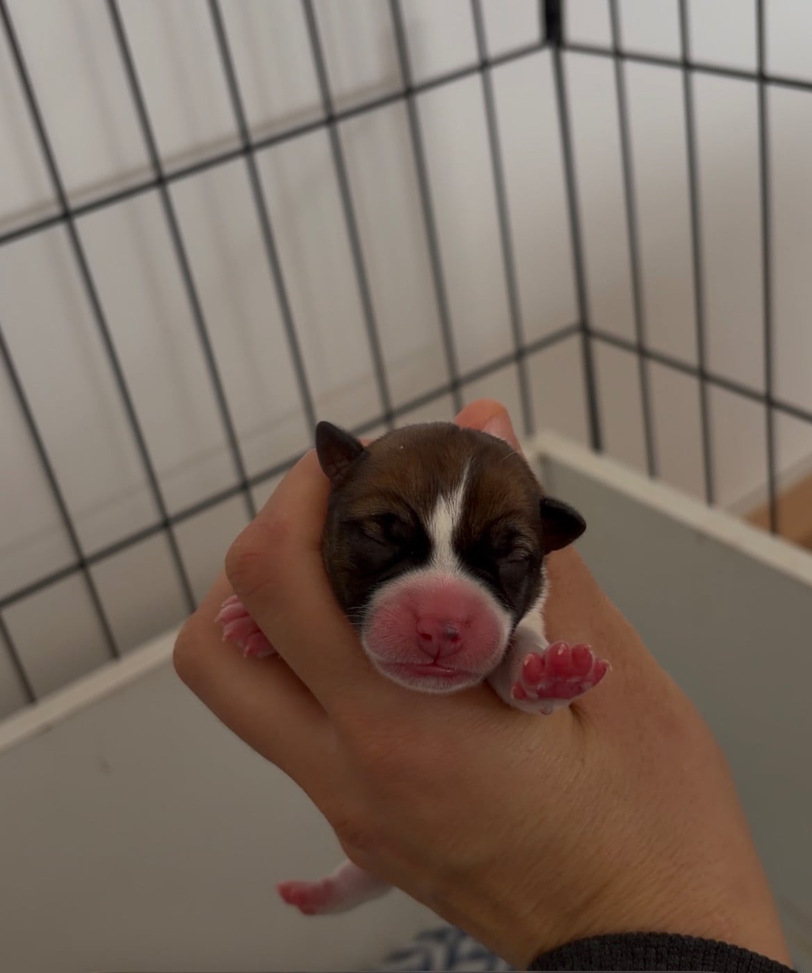 CHIOT 6 - Jack Russell Terrier