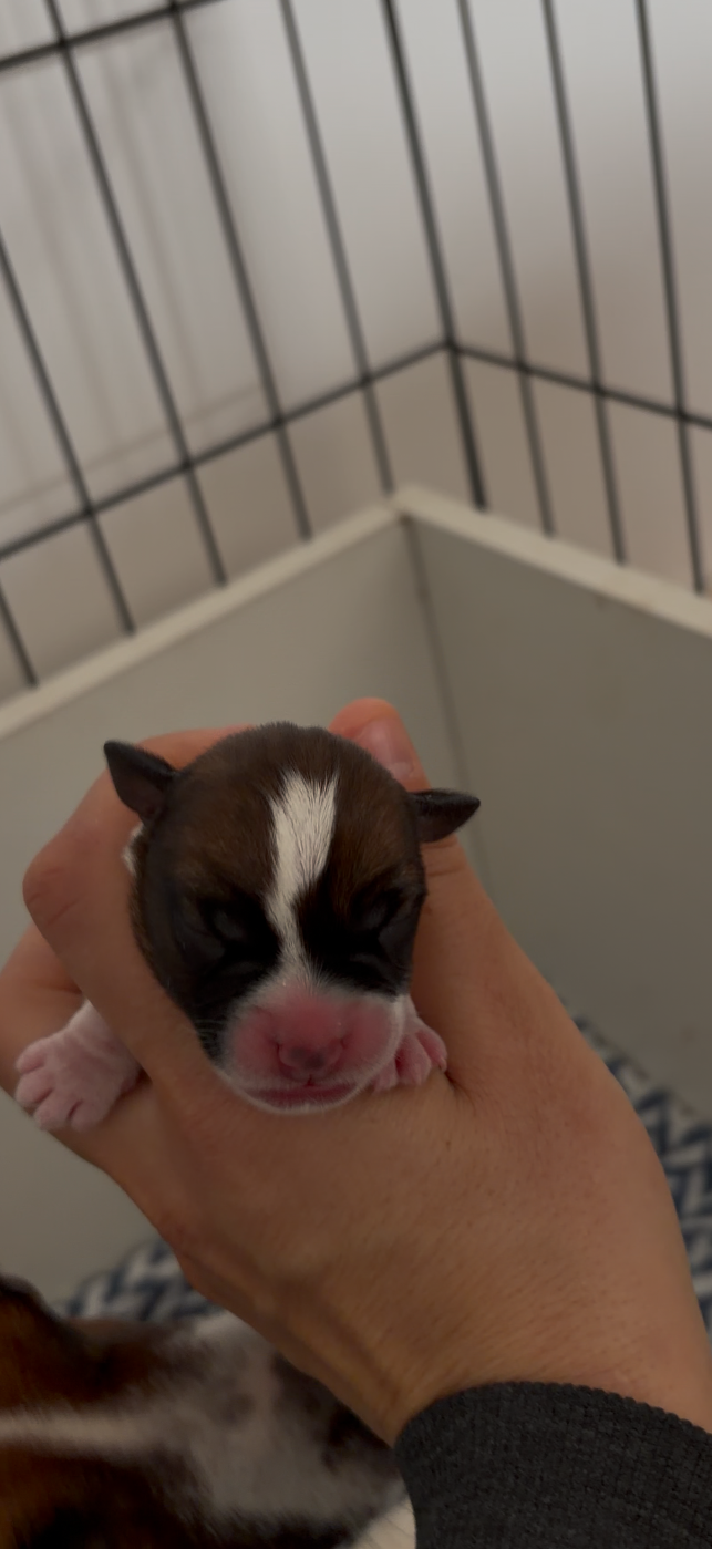 CHIOT 7 - Jack Russell Terrier