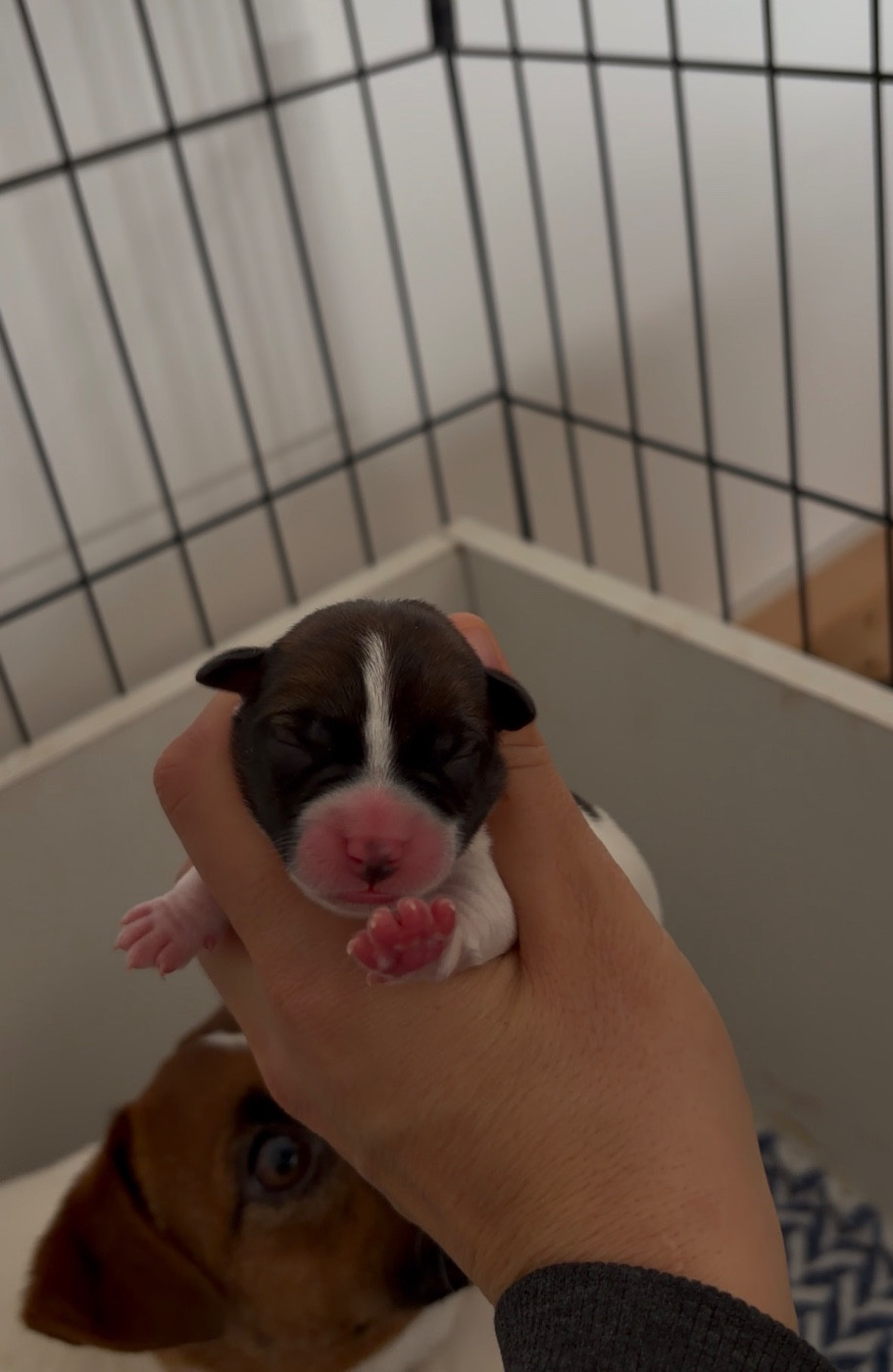 CHIOT 2 - Jack Russell Terrier