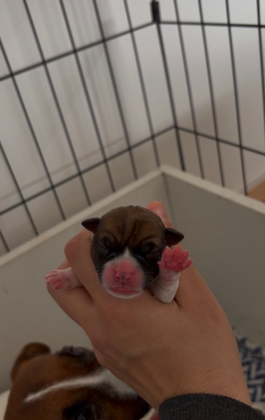 CHIOT 3 - Jack Russell Terrier