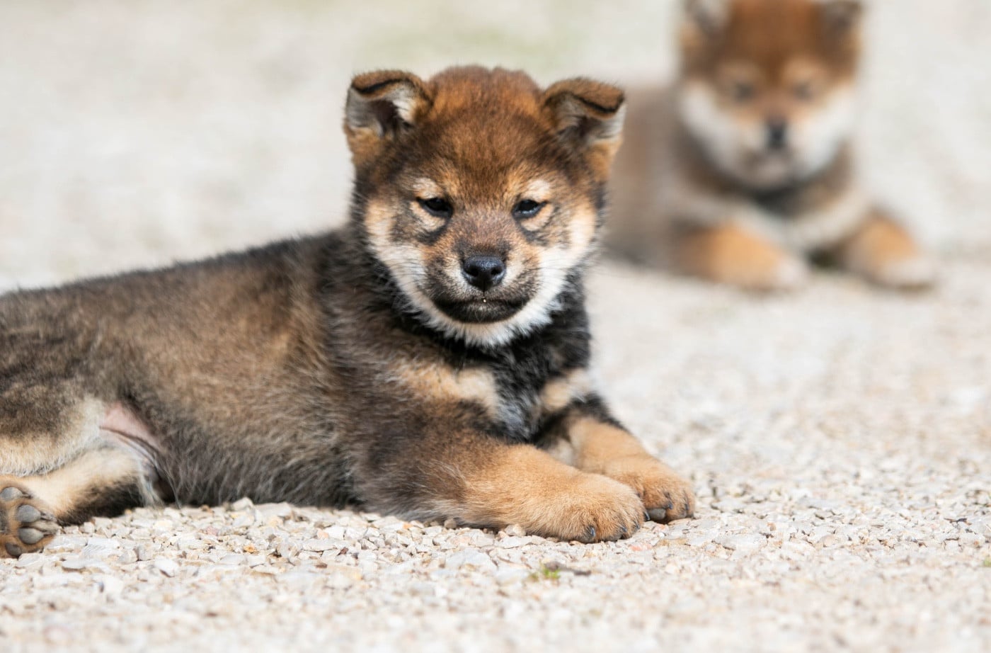CHIOT 2 - Shiba