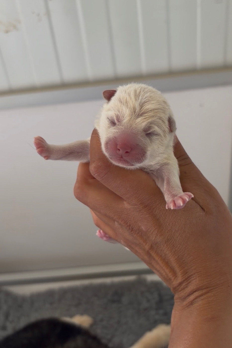 CHIOT 1 - Shiba