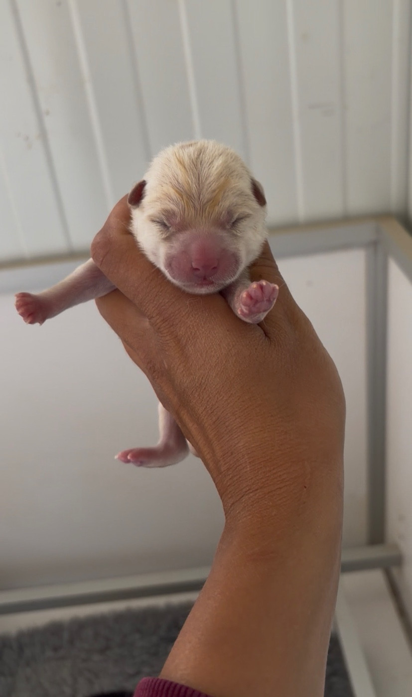 CHIOT 2 - Shiba