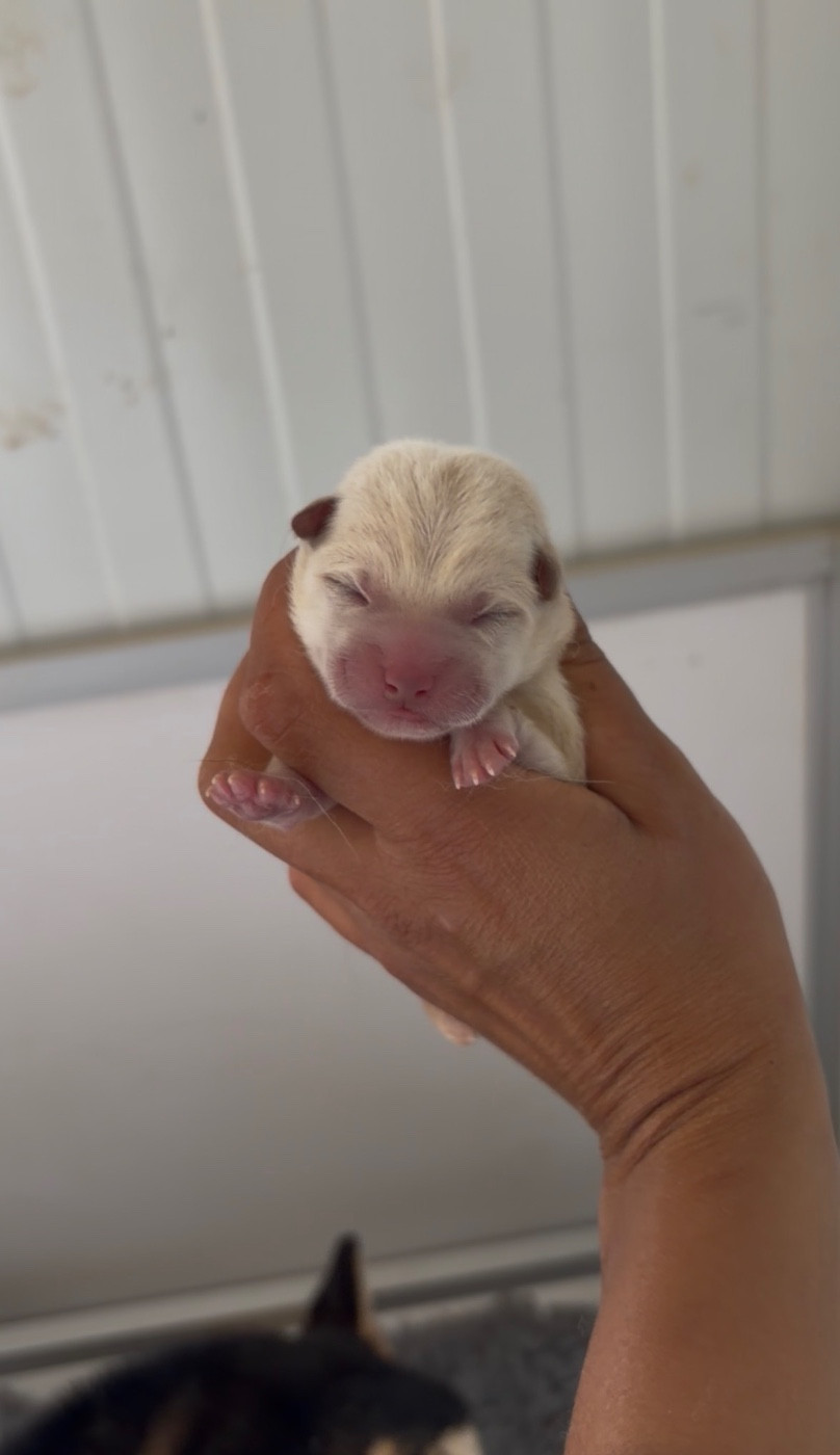 CHIOT 3 - Shiba