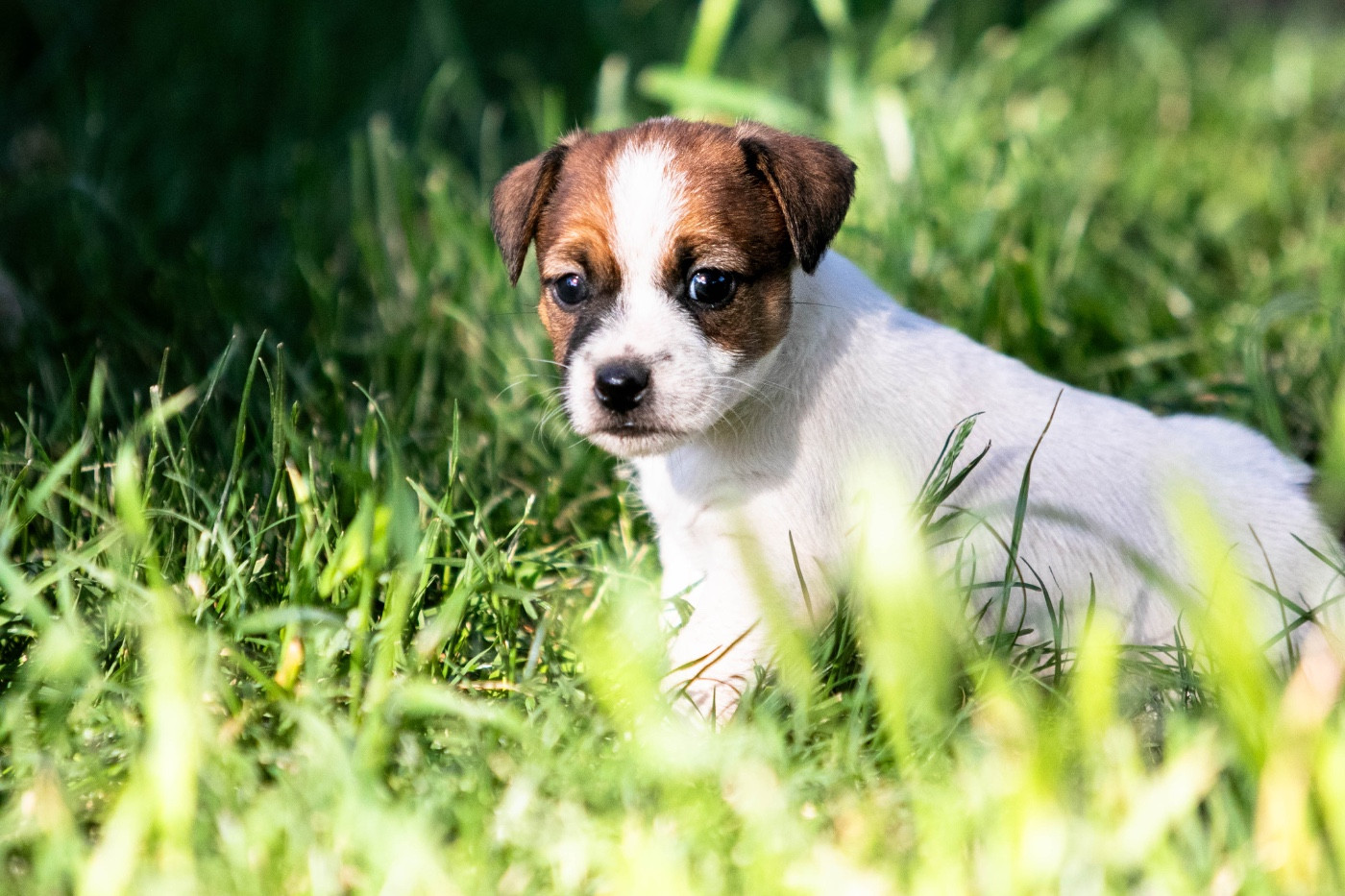 CHIOT 1