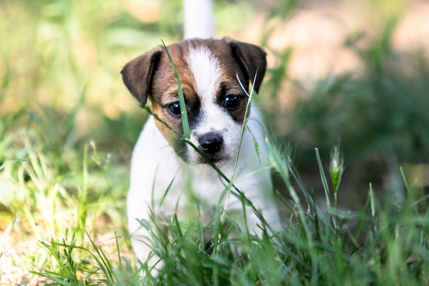 CHIOT 1