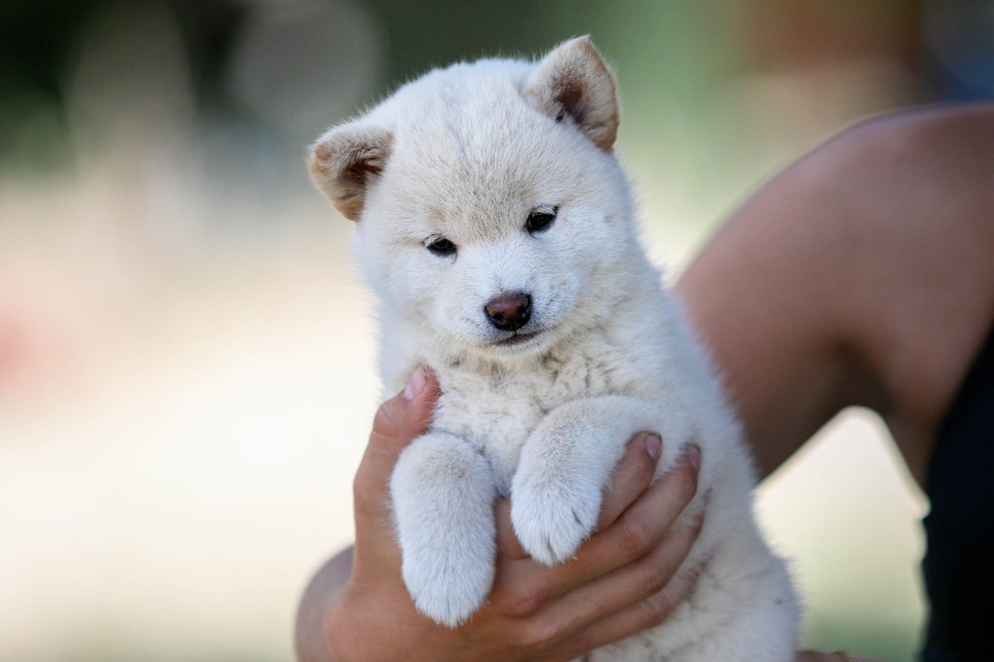 CHIOT 1
