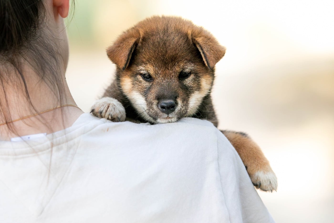mâle sesame - Shiba